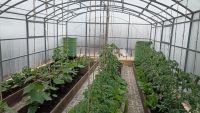 Бавлинские садоводы защищают тепличные насаждения от холода